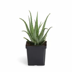 Fast Growing Trees Hedgehog Aloe Plant See All House & Patio