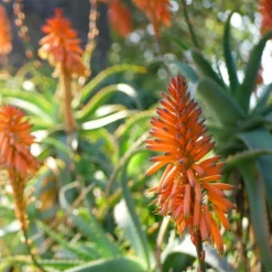 Fast Growing Trees Hedgehog Aloe Plant See All House & Patio