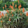 Fast Growing Trees Hedgehog Aloe Plant See All House & Patio