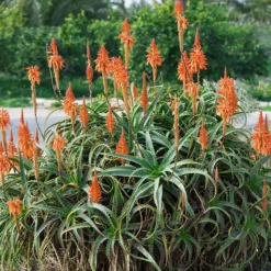 Fast Growing Trees Hedgehog Aloe Plant See All House & Patio