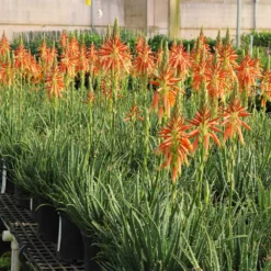 Fast Growing Trees Hedgehog Aloe Plant See All House & Patio