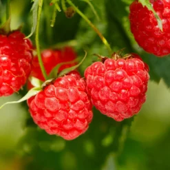 Fast Growing Trees Raspberry Bushes Heritage Everbearing Raspberry Plant