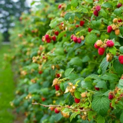 Fast Growing Trees Raspberry Bushes Heritage Everbearing Raspberry Plant