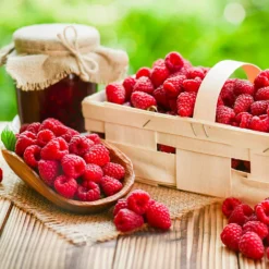 Fast Growing Trees Raspberry Bushes Heritage Everbearing Raspberry Plant