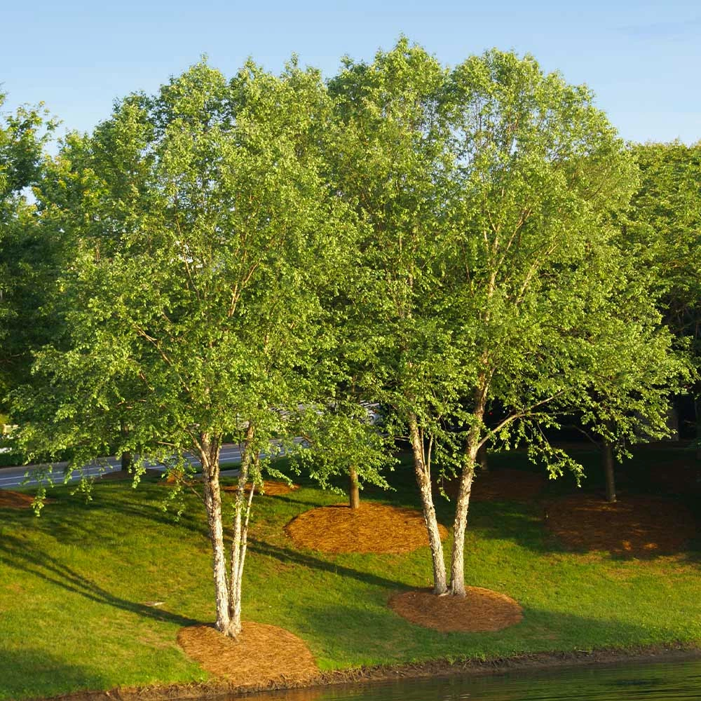 Fast Growing Trees Heritage® River Birch