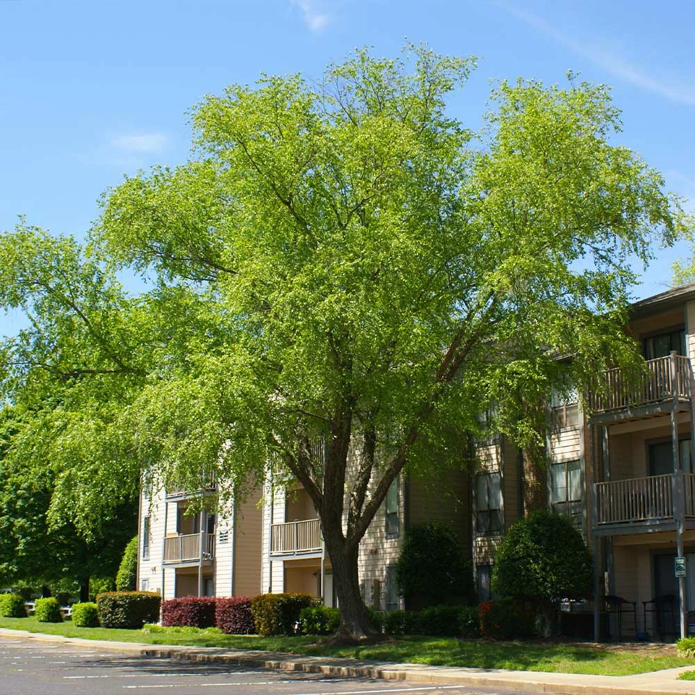 Fast Growing Trees Heritage® River Birch