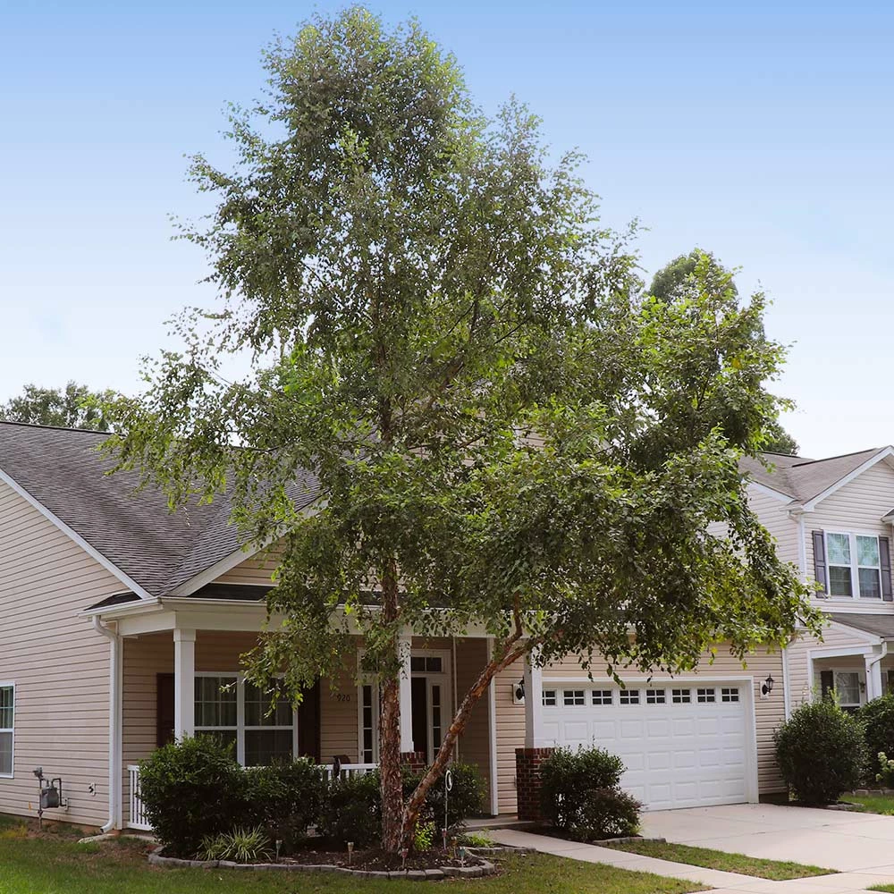 Fast Growing Trees Heritage® River Birch