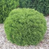 Fast Growing Trees Arborvitae Trees Hetz Midget Thuja Shrub