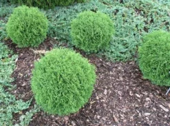 Fast Growing Trees Arborvitae Trees Hetz Midget Thuja Shrub