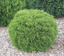 Fast Growing Trees Arborvitae Trees Hetz Midget Thuja Shrub