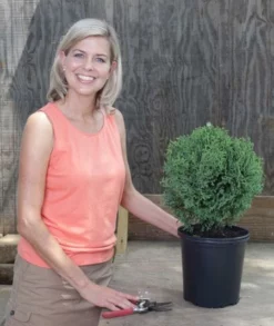 Fast Growing Trees Arborvitae Trees Hetz Midget Thuja Shrub