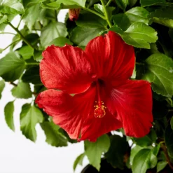 Fast Growing Trees See All Flowering Trees First To Arrive™ Hollywood® Hibiscus