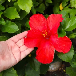 Fast Growing Trees See All Flowering Trees First To Arrive™ Hollywood® Hibiscus