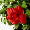 Fast Growing Trees See All Flowering Trees First To Arrive™ Hollywood® Hibiscus