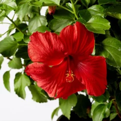 Fast Growing Trees See All Flowering Trees First To Arrive™ Hollywood® Hibiscus