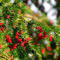 Fast Growing Trees Hicks Yew Tree See All Shrubs & Hedges