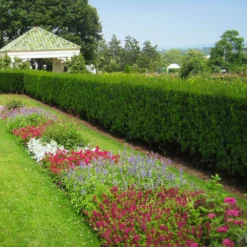 Fast Growing Trees Hicks Yew Tree See All Shrubs & Hedges