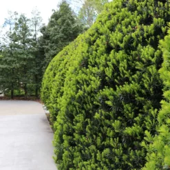 Fast Growing Trees Hicks Yew Tree See All Shrubs & Hedges