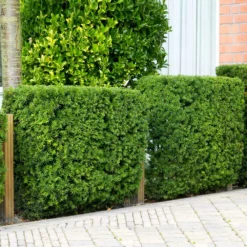 Fast Growing Trees Hicks Yew Tree See All Shrubs & Hedges