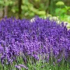 Fast Growing Trees Hidcote Purple Lavender Plant