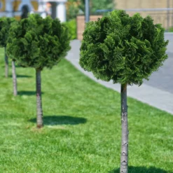 Fast Growing Trees Dwarf Hinoki Cypress Tree Cypress Trees