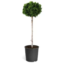 Fast Growing Trees Dwarf Hinoki Cypress Tree Cypress Trees