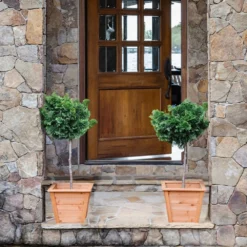 Fast Growing Trees Dwarf Hinoki Cypress Tree Cypress Trees