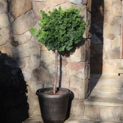 Fast Growing Trees Dwarf Hinoki Cypress Tree Cypress Trees