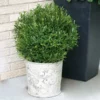 Fast Growing Trees Gem Box® Holly Shrub Holly Trees 2 Fast Growing Trees Gem Box® Holly Shrub Holly Trees