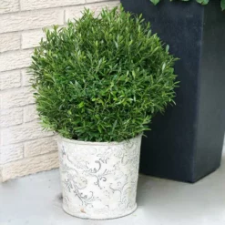 Fast Growing Trees Gem Box® Holly Shrub Holly Trees