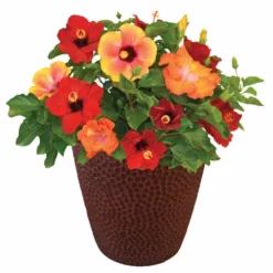 Fast Growing Trees See All Flowering Trees Bloom Bash® Hollywood® Hibiscus 8 Fast Growing Trees See All Flowering Trees Bloom Bash® Hollywood® Hibiscus