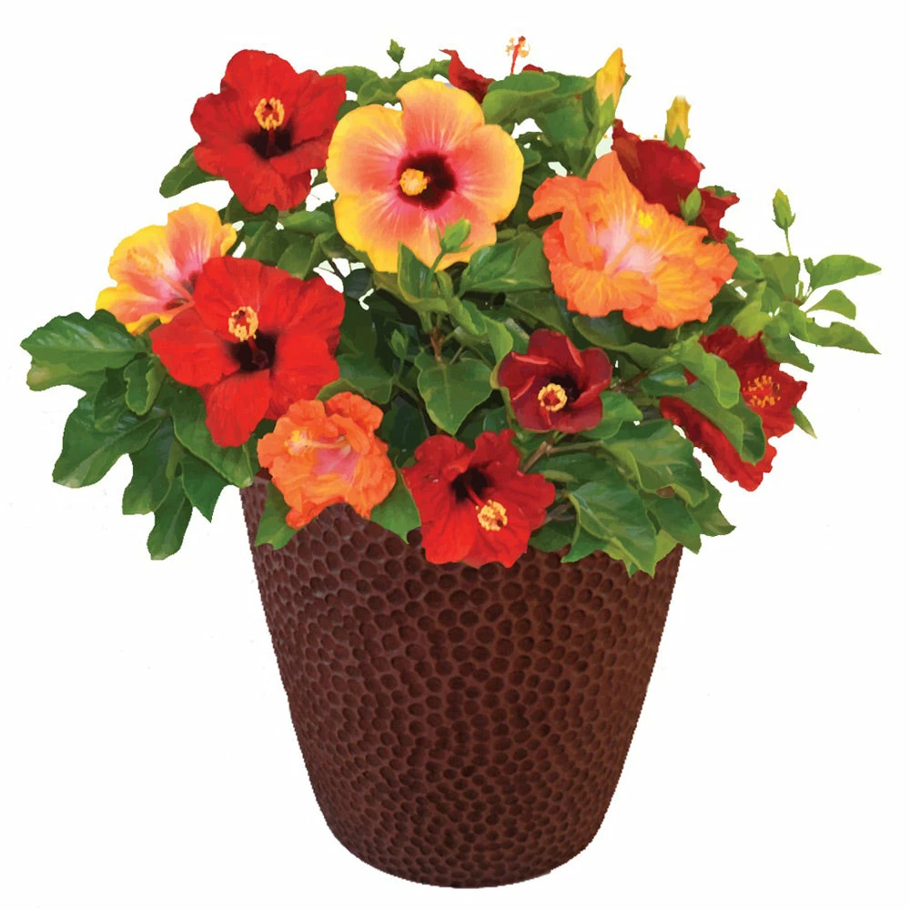 Fast Growing Trees See All Flowering Trees Bloom Bash® Hollywood® Hibiscus 5 Fast Growing Trees See All Flowering Trees Bloom Bash® Hollywood® Hibiscus