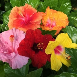 Fast Growing Trees See All Flowering Trees Bloom Bash® Hollywood® Hibiscus 9 Fast Growing Trees See All Flowering Trees Bloom Bash® Hollywood® Hibiscus