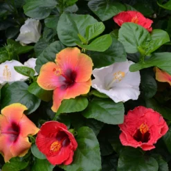Fast Growing Trees See All Flowering Trees Bloom Bash® Hollywood® Hibiscus