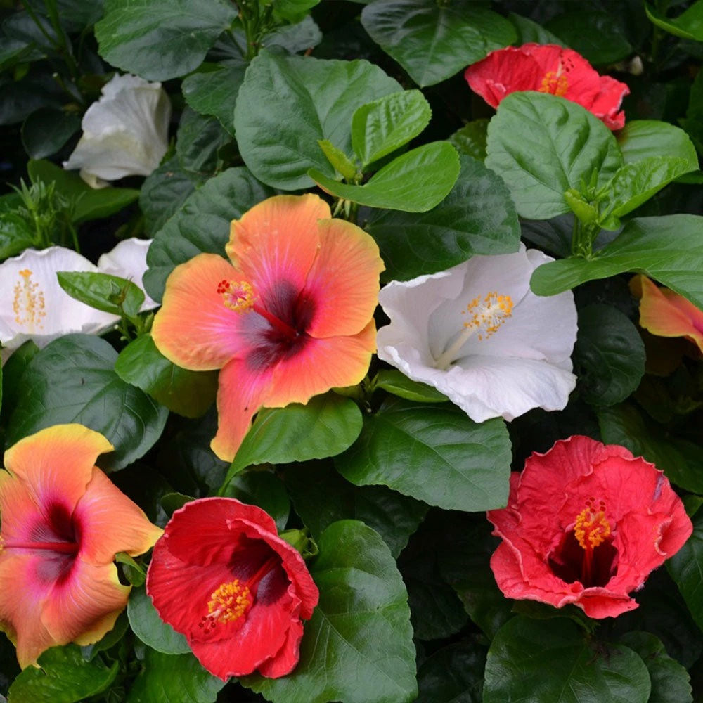 Fast Growing Trees See All Flowering Trees Bloom Bash® Hollywood® Hibiscus 3 Fast Growing Trees See All Flowering Trees Bloom Bash® Hollywood® Hibiscus