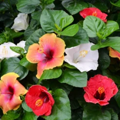 Fast Growing Trees See All Flowering Trees Bloom Bash® Hollywood® Hibiscus