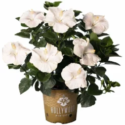 Fast Growing Trees See All Flowering Trees Earth Angel™ Hollywood® Hibiscus
