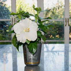 Fast Growing Trees See All Flowering Trees Earth Angel™ Hollywood® Hibiscus