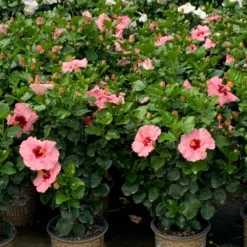 Fast Growing Trees Pop Star™ Hollywood® Hibiscus See All Flowering Trees