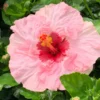 Fast Growing Trees Pop Star™ Hollywood® Hibiscus See All Flowering Trees 1 Fast Growing Trees Pop Star™ Hollywood® Hibiscus See All Flowering Trees