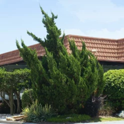 Fast Growing Trees Hollywood Juniper Tree