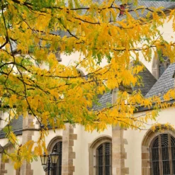 Fast Growing Trees Shademaster Honeylocust Tree See All Shade Trees