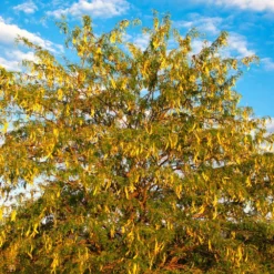 Fast Growing Trees Shademaster Honeylocust Tree See All Shade Trees
