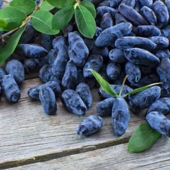 Fast Growing Trees See All Fruit Trees Honeyberry - Blue Moon™