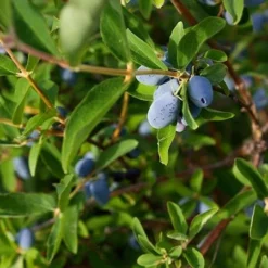 Fast Growing Trees See All Fruit Trees Honeyberry - Blue Moon™