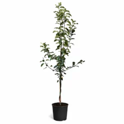 Fast Growing Trees Apple Trees Honeycrisp™ & McIntosh Twisted Apple Tree