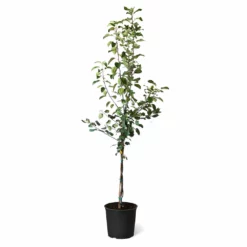 Fast Growing Trees Honeycrisp™ & Sweet Sixteen Twisted Apple Tree Apple Trees
