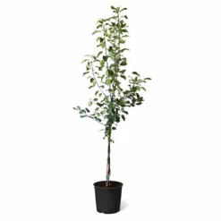 Fast Growing Trees Honeycrisp™ & Sweet Sixteen Twisted Apple Tree Apple Trees