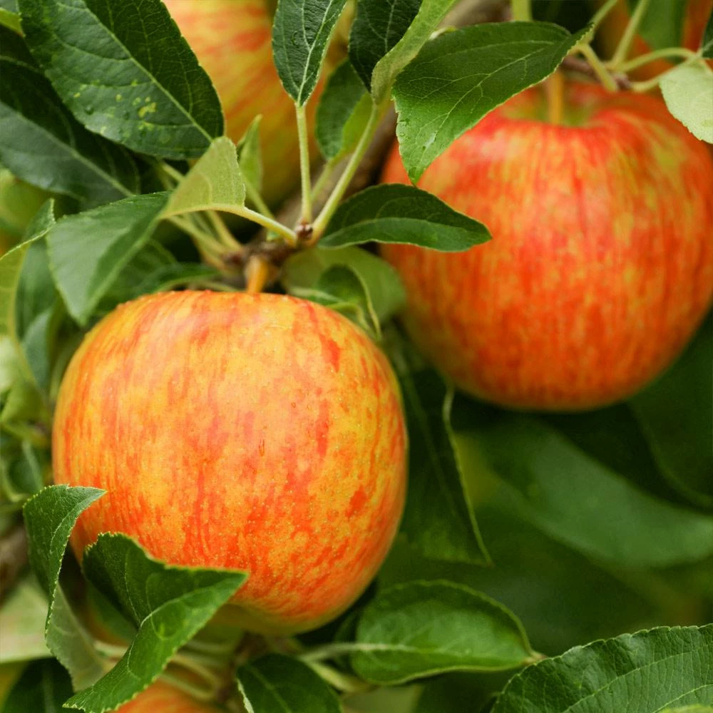 Fast Growing Trees Apple Trees Honeycrisp™ Apple Tree 3 Fast Growing Trees Apple Trees Honeycrisp™ Apple Tree