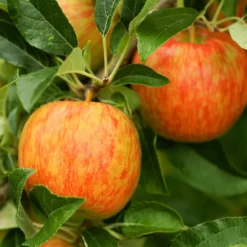 Fast Growing Trees Apple Trees Honeycrisp™ & McIntosh Twisted Apple Tree